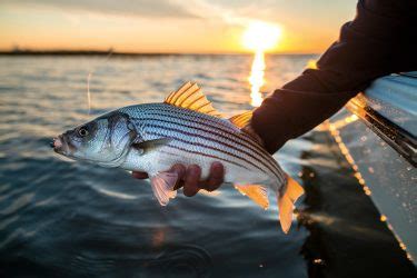 stripersonline nj|March Strategies for New Jersey Stripers .